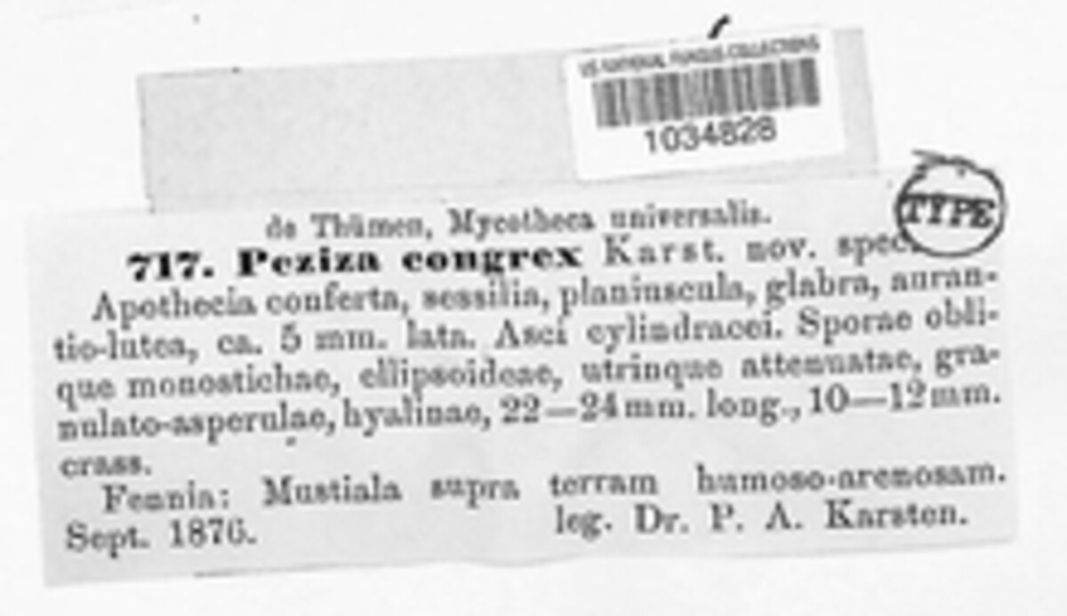Peziza congrex image
